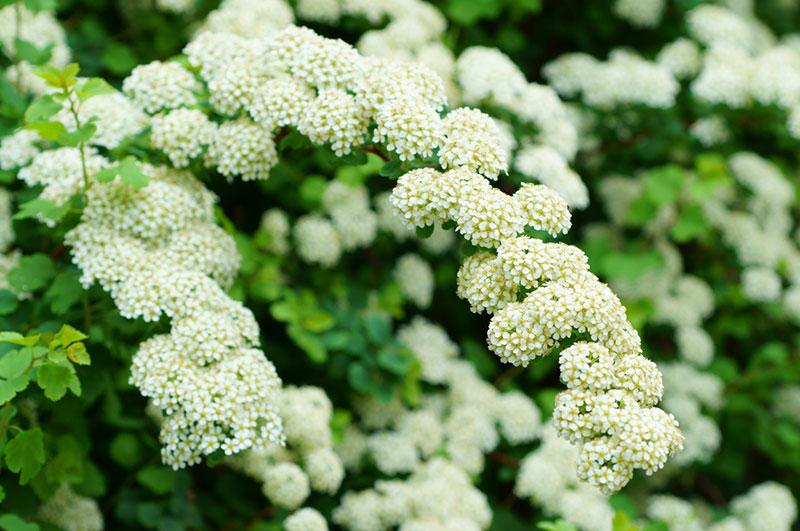 Spirea