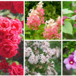 Summer shrubs
