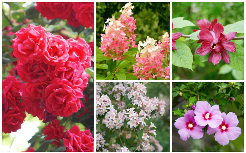 Summer shrubs