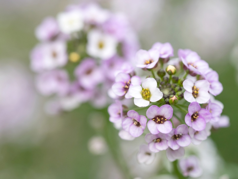 Sweet Alyssum