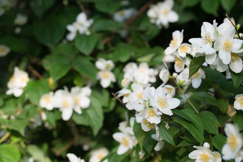 Sweet-Mock Orange