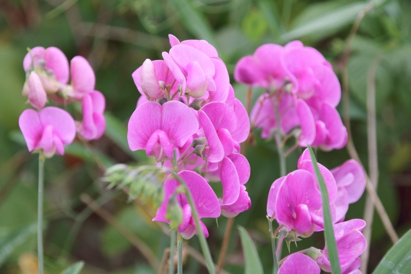 Sweet Peas