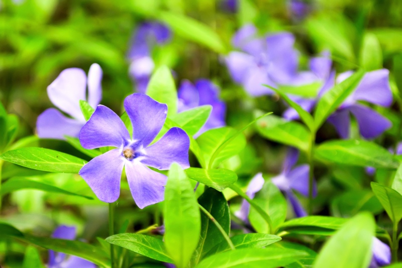 Vincas