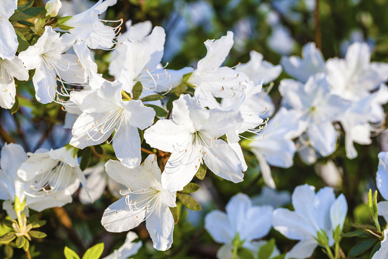 White Azaleas