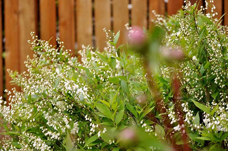 White Dwarf Deutzia