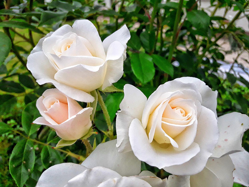 White Roses