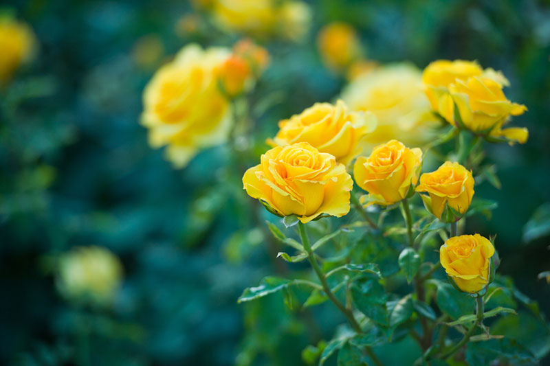 Yellow Roses