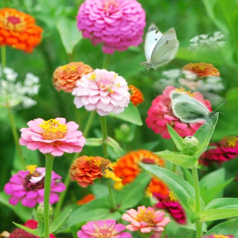 10 Outstanding TallGrowing Annuals Garden Lovers Club