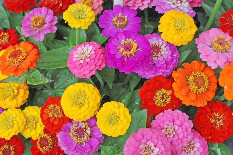 Zinnias