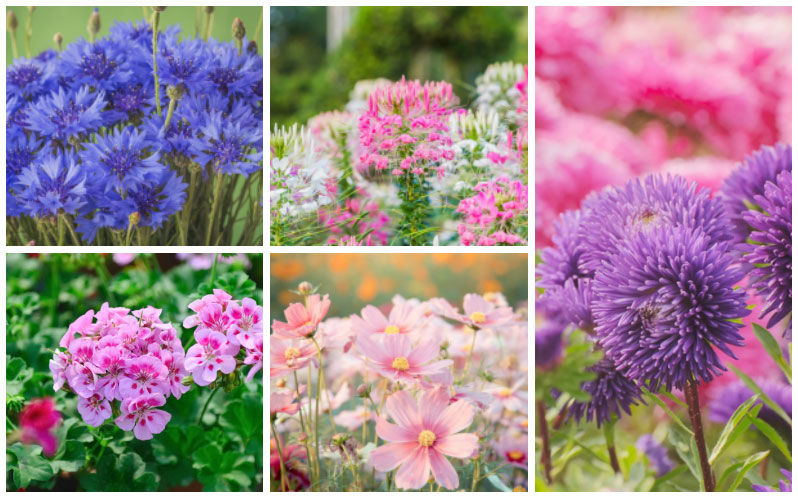 cottage garden annuals