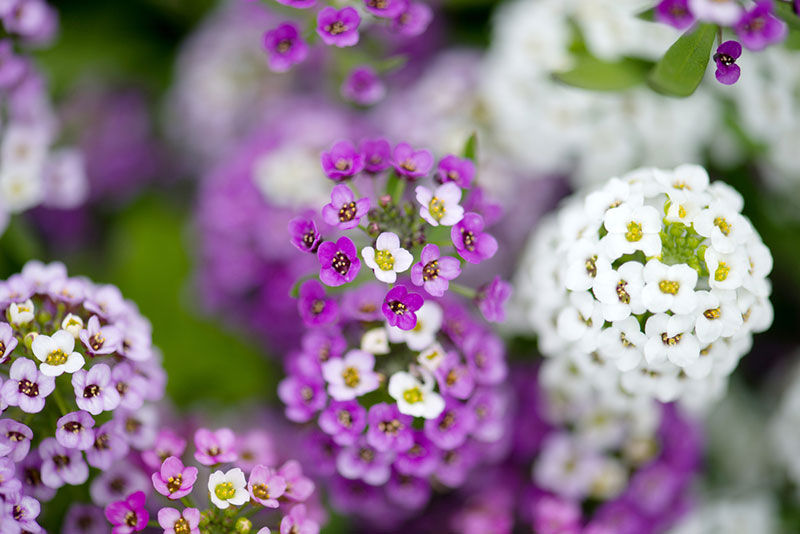 sweet alyssum