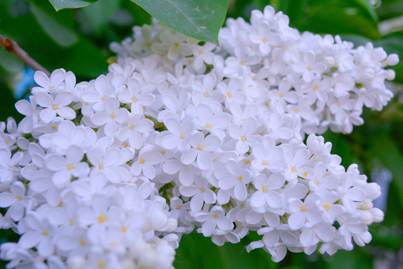 white lilac shrub