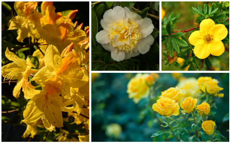 10 Stunning Yellow Flowering Shrubs - Garden Lovers Club