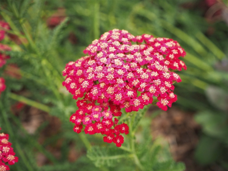 Achillea Fanal