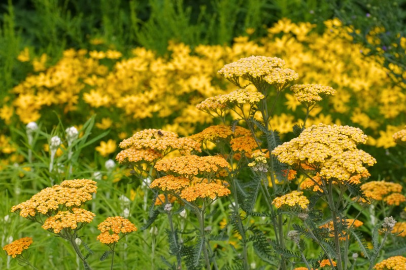 Achillea Terracotta (Yarrow)