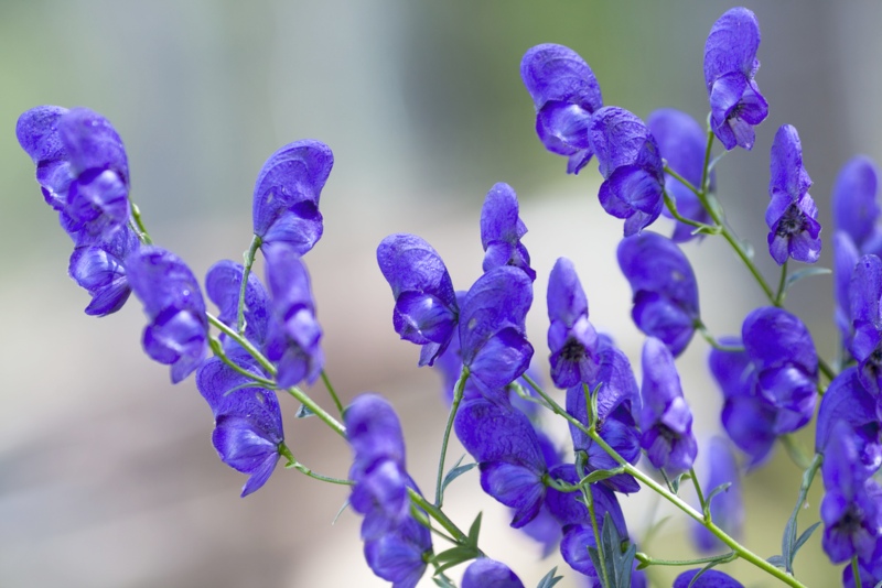 Aconitum Napellus Monkshood