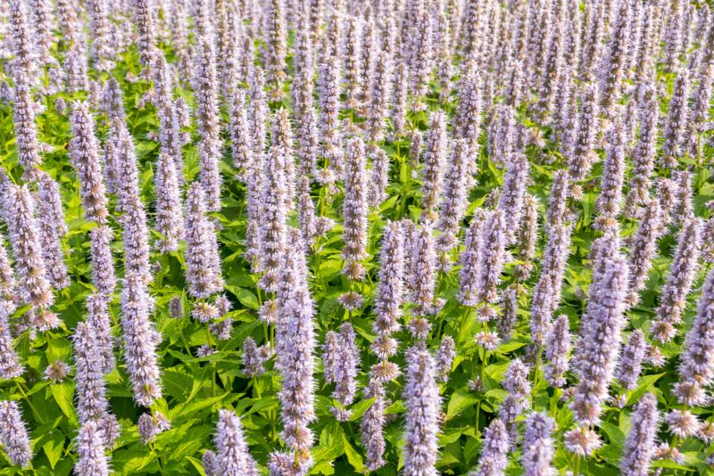 Agastache Blue Fortune