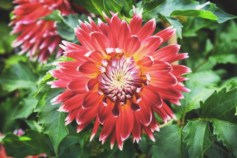 Akita Dahlia