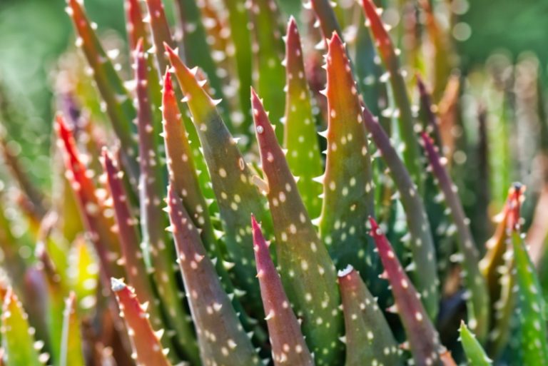20 Different Types of Aloe Plants Garden Lovers Club