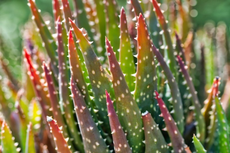 Aloe Aculeata