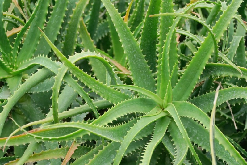 Aloe Arborescens