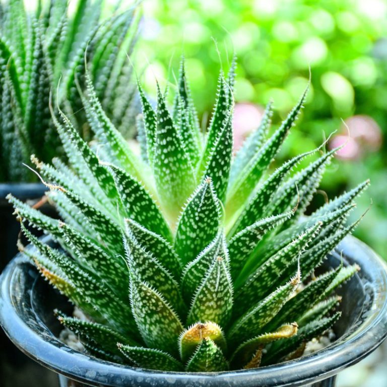 20 Different Types of Aloe Plants - Garden Lovers Club