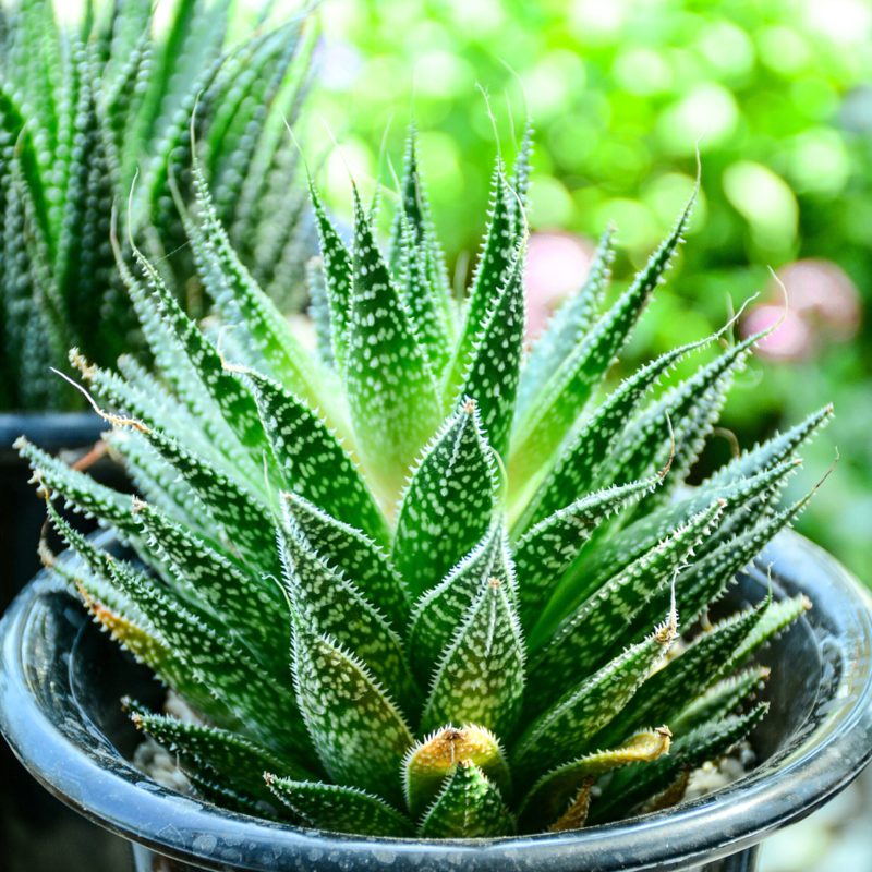 Aloe Aristata