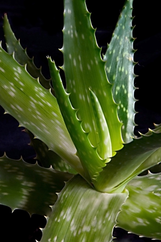 Aloe Barbadensis Miller