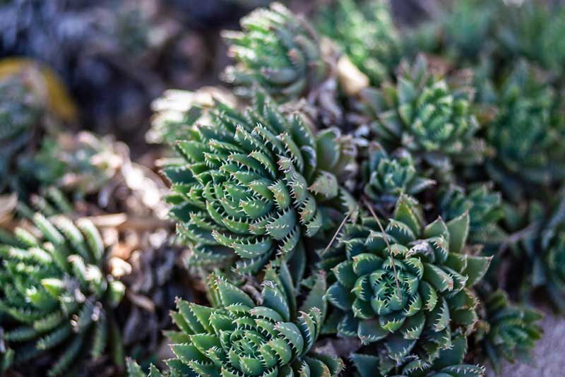 Aloe Brevifolia