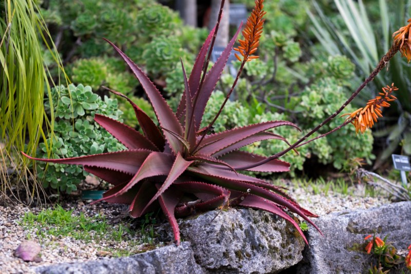 Aloe Cameronii