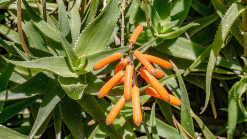 Aloe Ciliaris