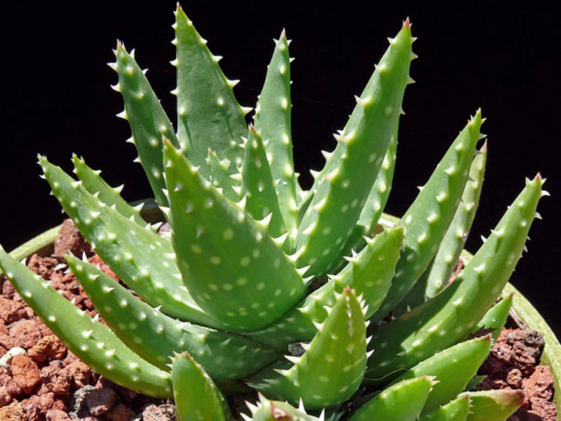 Aloe Crosby’s Prolific