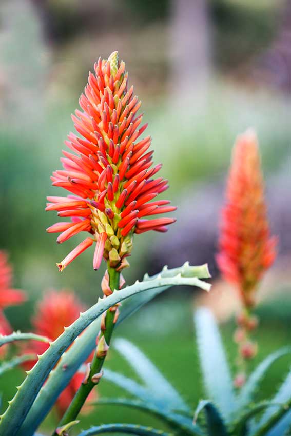 Aloe Hereroensis