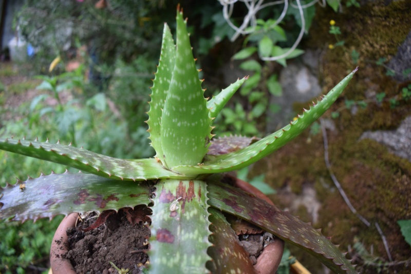 Aloe Maculata