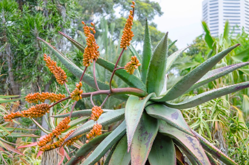 Aloe Marlothii