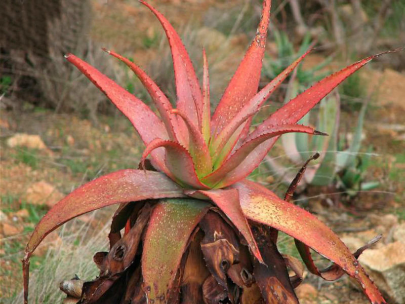 Aloe Microstigma