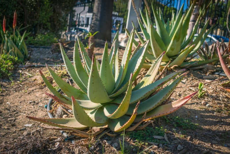 Aloe Petricola