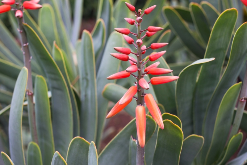 Aloe Plicatilis