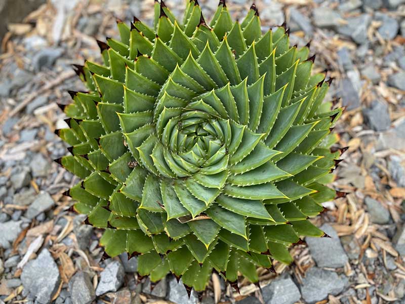 Aloe Polyphylla