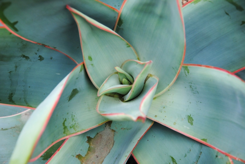 Aloe Striata