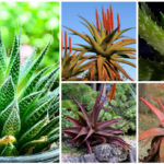 Aloe varieties collage
