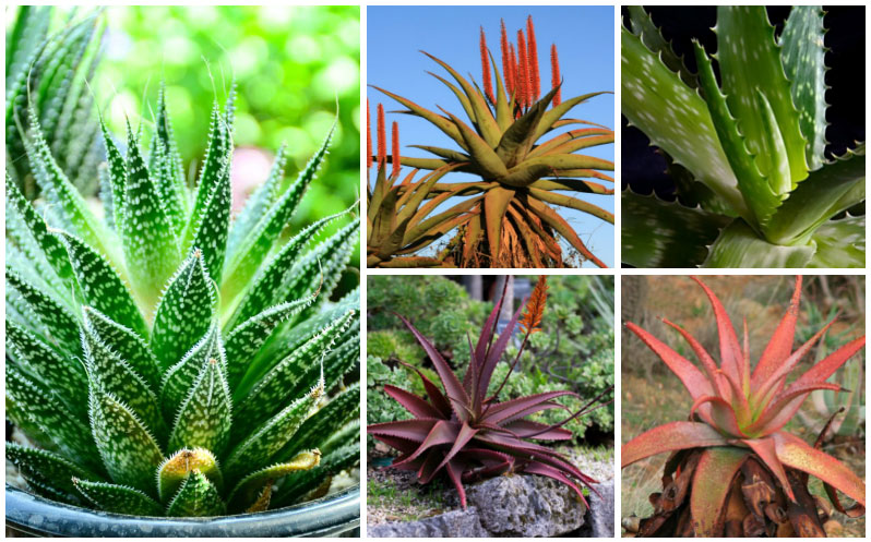 Aloe varieties collage