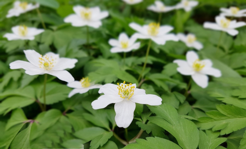 Anemone Wild Swan