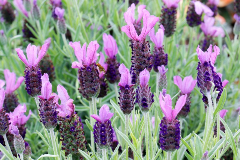 Anouk French Lavender