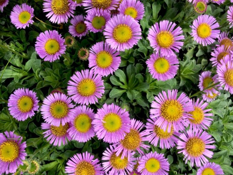 Growing Guide How to Grow and Care for Asters Garden Lovers Club