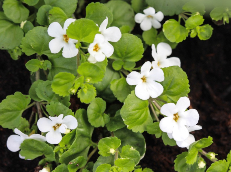 Bacopa