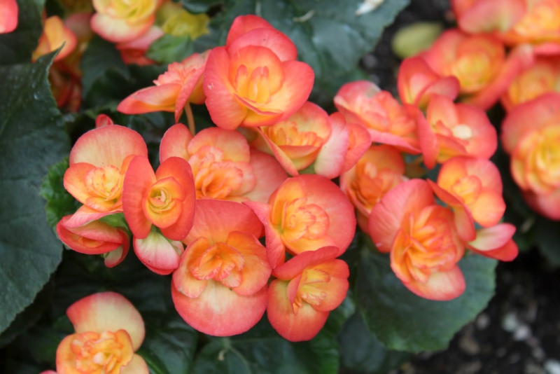 Begonias