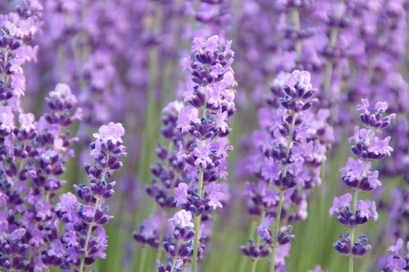 Betty’s Blue English Lavender