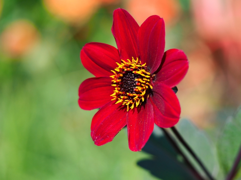 Bishop of Auckland Dahlias