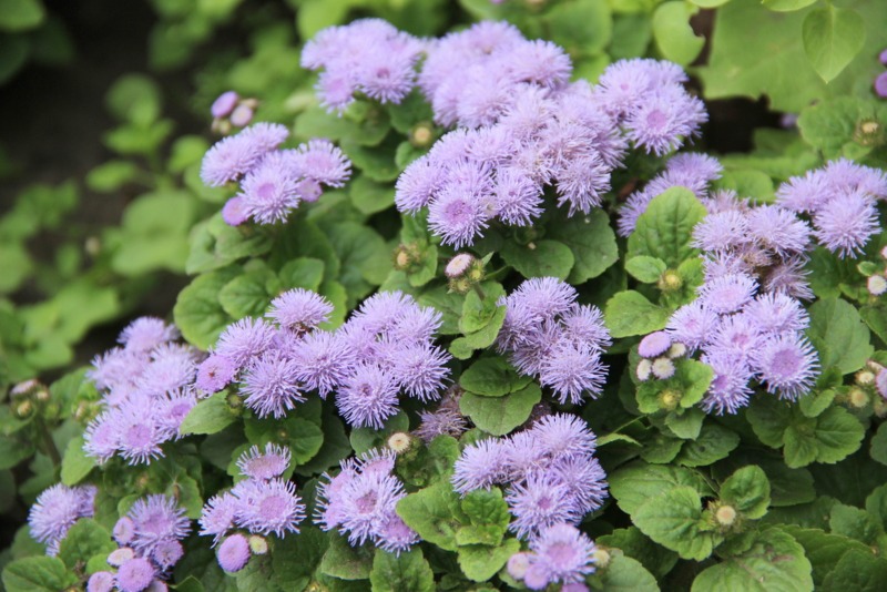 Blue Ageratum